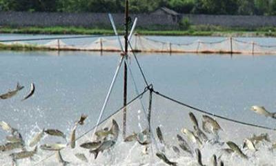 魚塘監(jiān)控安裝過程中，應(yīng)該選擇紅外攝像頭還是全彩攝像頭